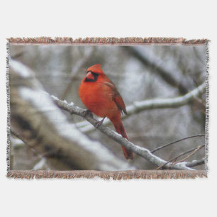 Couverture Cardinal masculin