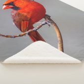 Couverture cardinale du nord d'ouatine de Sherpa (3/4)