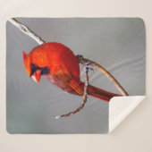 Couverture cardinale du nord d'ouatine de Sherpa (Devant (Horizontal))