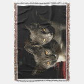 Couverture Cats gris - Photo Blanche (devant Vertical)