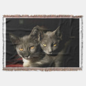 Couverture Cats gris - Photo Blanche (Devant)