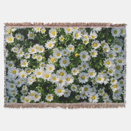 Couverture Champ de marguerite du printemps : Arrière - plan  (Devant)