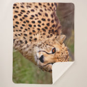 Couverture Cheetah Sherpa (Devant)