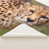 Couverture Cheetah Sherpa (3/4)