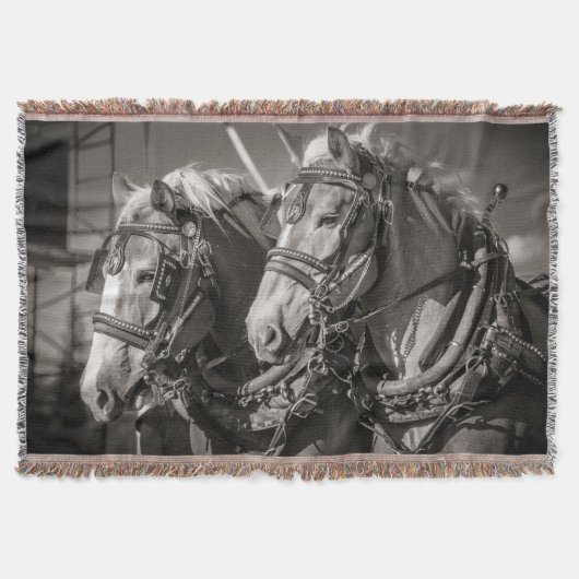 Couverture Cheval belge (Devant)