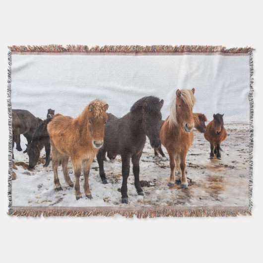 Couverture Cheval islandais en hiver en Islande (Devant)