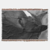 Couverture Cheval tbcnm (Devant)