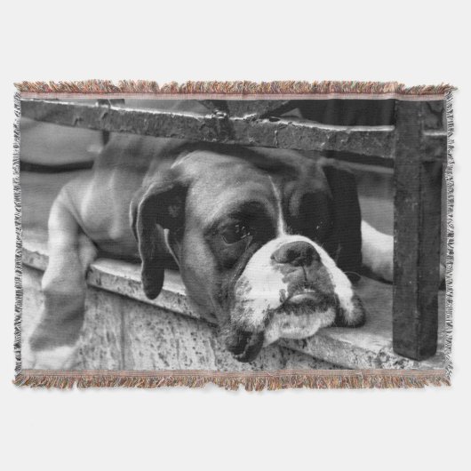 Couverture Chien de boxe sur Windowsill tbcna (Devant)