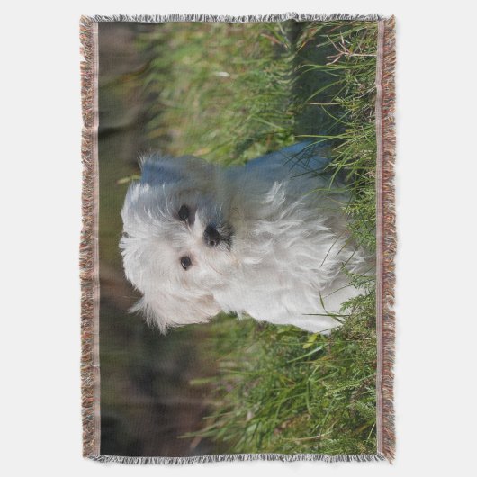 Couverture Chien de chiot maltais blanc farci (devant Vertical)