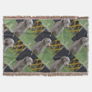 Couverture Chien mignon de Weimaraner