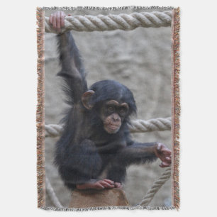 Couverture Chimpanzé 017