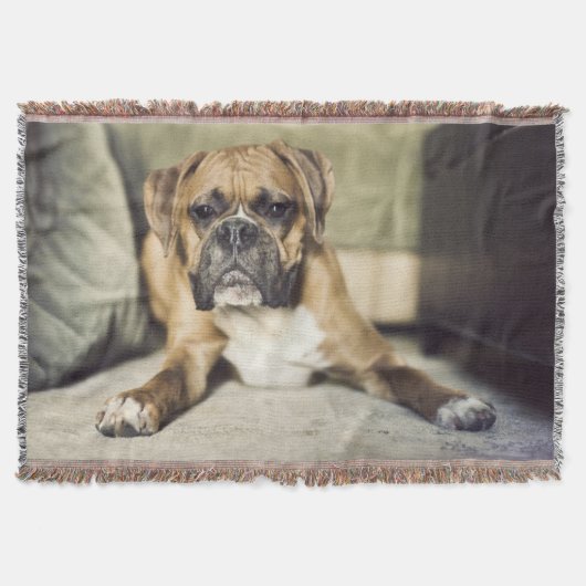 Couverture Chiot de boxeur de faon (Devant)