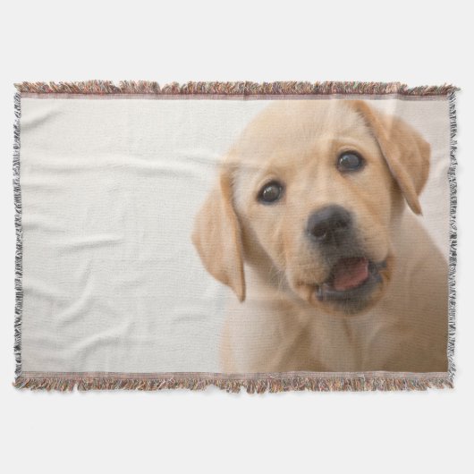 Couverture Chiot d'or de Labrador (Devant)