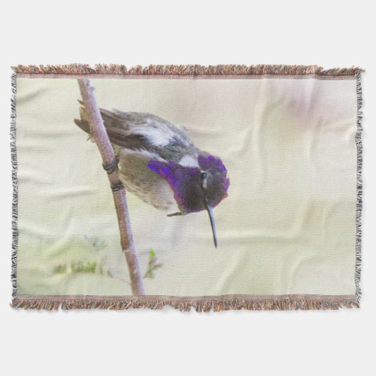 Couverture Colibri de Costa perché sur une branche (Devant)