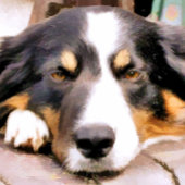 COUVERTURE COLLIE FRONTALIÈRE