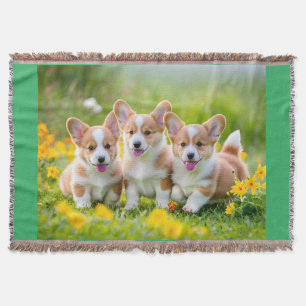Couverture Corgies jouant dans l'herbe