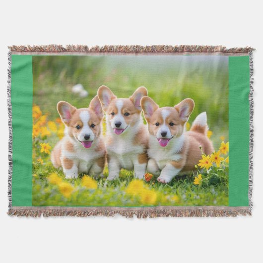 Couverture Corgies jouant dans l'herbe (Devant)