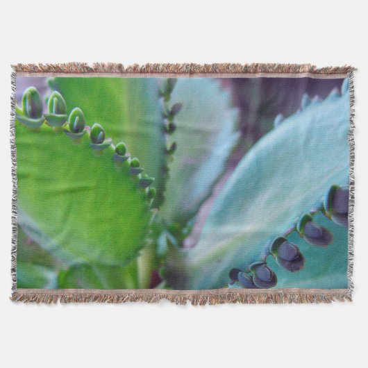 Couverture Couleurs Kalonchoe (Devant)