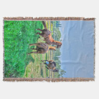 Courir Pinto Peinture Gelding & Stallions châtaign