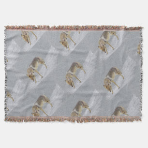 Couverture Coyote