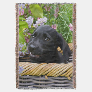 Couverture Cuisine Black Labrador Retriever Chien Chiot Chiot