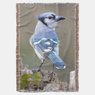 Couverture Cute Bleu Jay Songbird sur Treestump