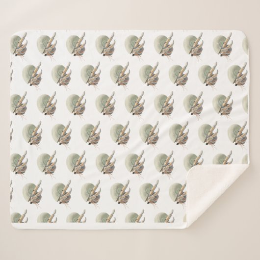 Couverture de crabe Hermite Moyen (Devant (Horizontal))