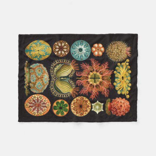 Couverture d'ouatine de Haeckel (Devant (Horizontal))