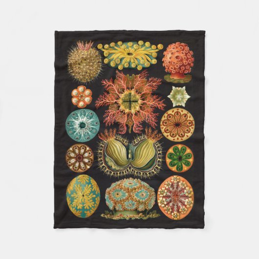 Couverture d'ouatine de Haeckel (Devant)