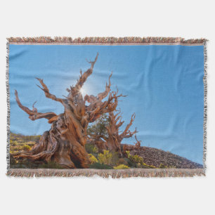 Couverture États-Unis, Californie, Forêt nationale d'Inyo 10