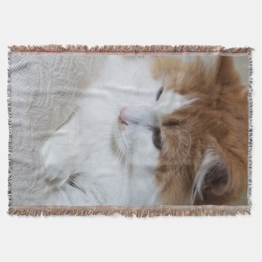 Couverture (Feline Fancy) Contemplation Kitty : Photo Cat (Devant)