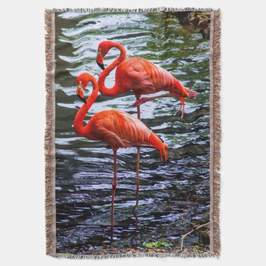 Couverture Flamants roses roses dans l'eau (devant Vertical)