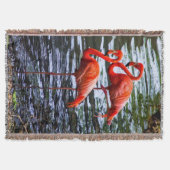 Couverture Flamants roses roses dans l'eau (Devant)