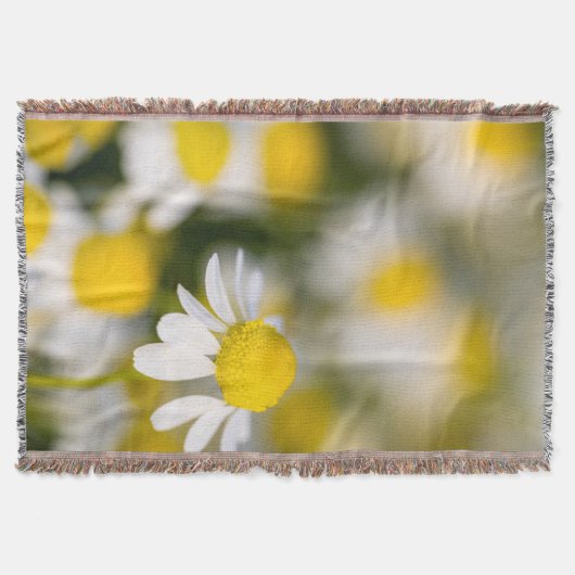 Couverture Fleur de camomille en gros plan, Hongrie (Devant)