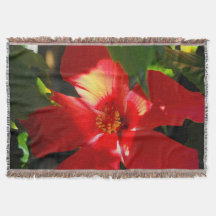 Fleur d'Hibiscus rouge au soleil