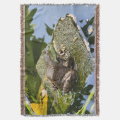 Couverture Grenouille - Vieux Coasseur (devant Vertical)