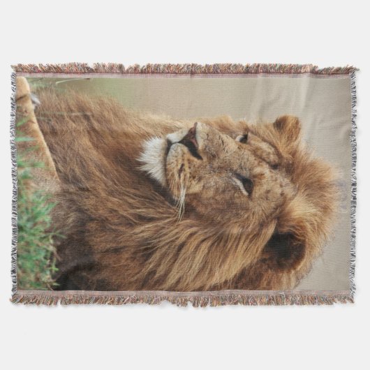 Couverture Gros plan sur un lion mâle (Devant)