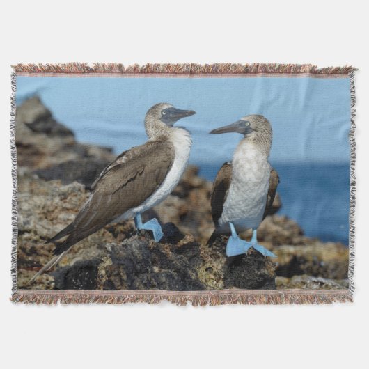 Couverture Îles Galapagos, île Isabela (Devant)
