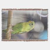 Couverture Kiwi Burbell (Devant)