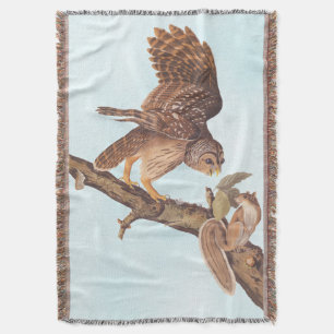 Couverture La Chouette barrée d'Audubon et les amis de l'écur