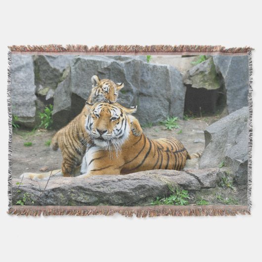 Couverture L'Amour Du Tigre Et Du Cube (Devant)