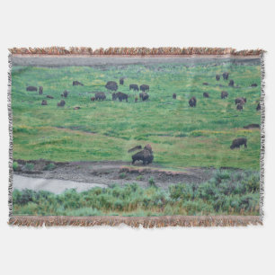 Couverture Le bison américain