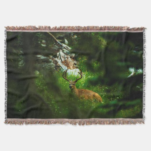Couverture Le Prince Forêt (Devant)