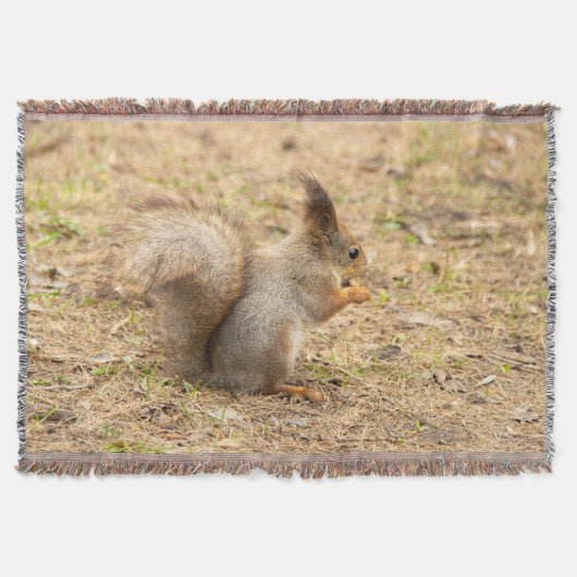 Couverture L'écureuil mignon mange une photo de noix (Devant)
