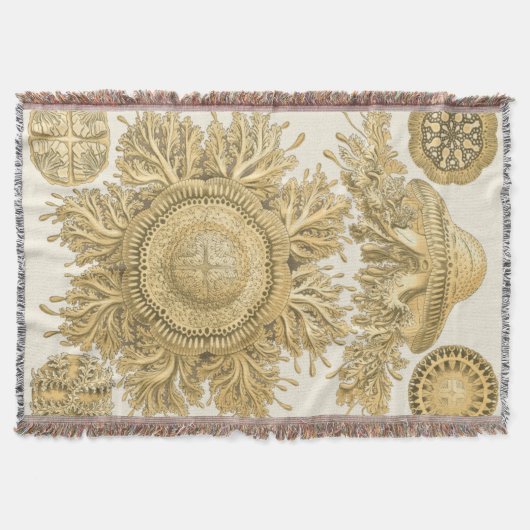 Couverture Les créatures de la mer d'or (Devant)