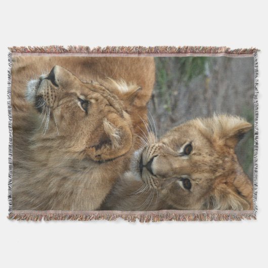 Couverture Lion 033 (Devant)