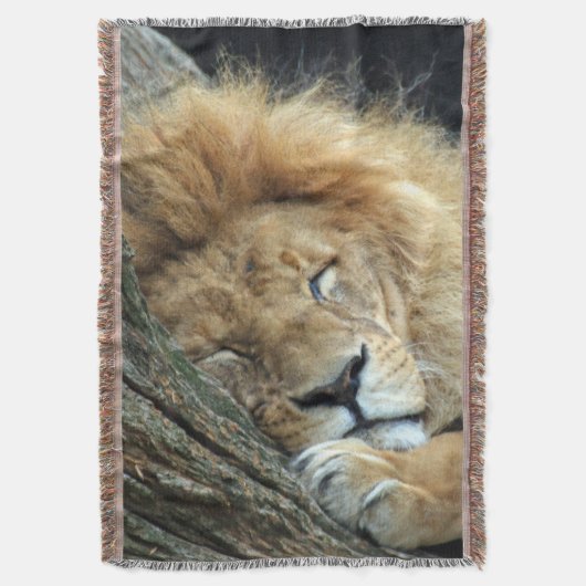 Couverture Lion 036 (devant Vertical)