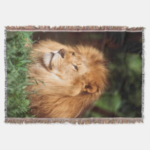 Couverture Lion adulte mâle