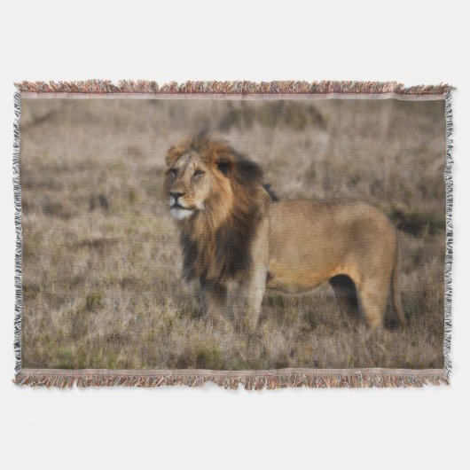 Couverture Lion d'Afrique Lance Blanket (Devant)
