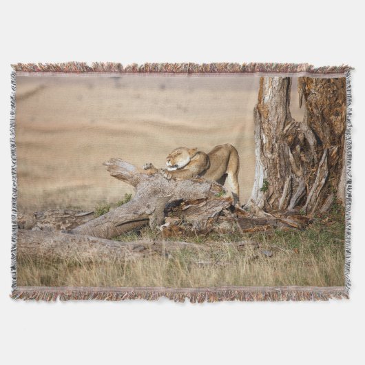 Couverture Lioness stretching (Devant)